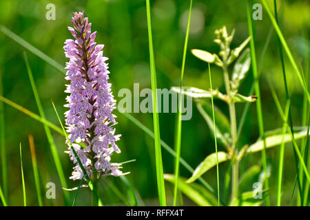 Heide Knabenkraut, Dactylorhiza maculata, Ortelsbruch, Rheinland-Pfalz, Hunsrück, Deutschland entdeckt Stockfoto