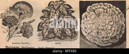 . Blumensamen: Neue und Wahl der besondere Verdienst, die wachsen. Baumschulen Minnesota Minneapolis Kataloge; Blumen Samen Kataloge, Leuchtmittel (Pflanzen) Kataloge. Nelke beständiger Balsam, Trotz. (Lady Slipper.) Die meisten, perfekt in der Form und in der grössten blühenden verdoppelt Balsam nicht entwickelt und durch sorgfältige Wachstum und Auswahl - ist ein Standard, der gefunden wird schwer zu verbessern, erreicht. Die Mischung, die wir anbieten, ist in fast gleichen Teilen von acht Farben komponiert. Rose, R6 se" weiß, gefleckt, Rosa, purpur, weiß, getönte Violett, Weiß getupft, Scarlet Weiß, getupft und Purpur; jeder in sein Stockfoto