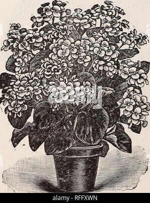 . Vestal's Rose Katalog 1900. Baumschulen Arkansas Kataloge;; Blumen Rosen Kataloge Kataloge Kataloge ; Obst ; Gemüse ; Saatgut Kataloge Industrie und Handel Kataloge; Pflanzen, Zierpflanzen Kataloge. Ich urity, Wettsteinii. Präsident Carnot. Eine remarkablj^ Stark wachsende Sorte, steifes, aufrechter Wuchs; Laub sehr groß, etwas in St3 'le von B.Rubra, mehr als doppelt so groß; Blumen wunderschöne Korallen rot, in großen Anhänger Rispen, weniger ähnlich Rubra, aber sehr viel größer. Rubra. Diese begonie ist ein Favorit bei everj - eins, seine dunkle, glänzend grüne Blätter)", kombiniert mit seiner freien Entfaltung Stockfoto