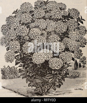 . Frühjahr 1900. Baumschulen Ohio Painesville Kataloge; Gemüse Samen Kataloge Kataloge; Lampen; Blumen (Pflanzen) Kataloge; Pflanzen, Zierpflanzen Kataloge; Obstbäume Sämlinge Kataloge; Obst Kataloge. HYDRANGEA. oder für einzelne Pflanzen auf dem kleinsten Rasen. Üppig Blüht von Juli bis zum Frost, in riesigen weißen Blütenrispen, getönt, mit rosa und braun in die voll ausgereifte Blume. Die Pflanze sollte in jedem Frühjahr zurück geschnitten werden, voll und ganz die Hälfte des Wachstums der vergangenen Saison, als die Blumen sind viel feiner, wenn die Anlage auf diese Weise behandelt wird. Die Blüten sind viel feiner und größer, wenn in einer guten Ric gewachsen Stockfoto