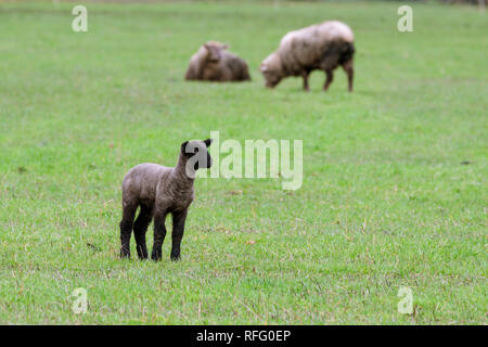 Ein Frühlingslamm in einem Feld mit Mutterschafen im Hintergrund im ländlichen Oregon. Stockfoto