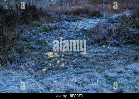 Frost in Munnar Stockfoto