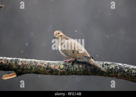 Taube auf Niederlassung im Hinterhof Stockfoto