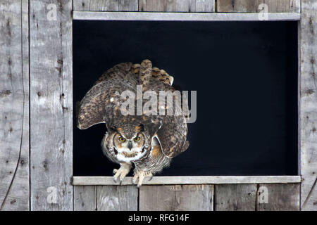 Great Horned Owl in Scheune Fenster Stockfoto