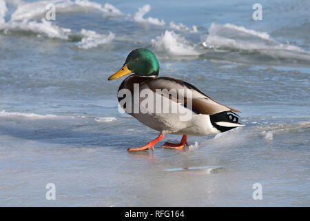 Stockente Drake Stockfoto