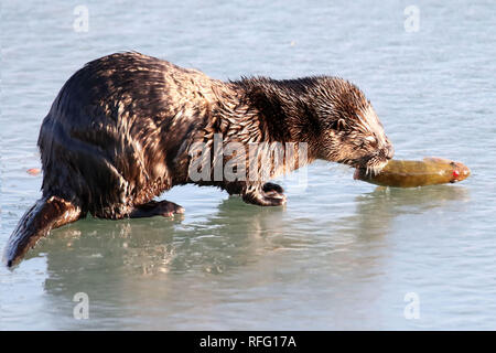 River Otter in wildem Fangen von Fisch Stockfoto