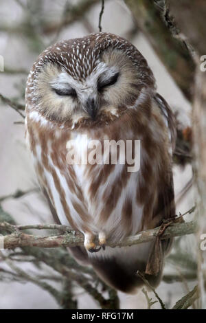 Sah Wet Owls in Tree Amehrst Island Stockfoto