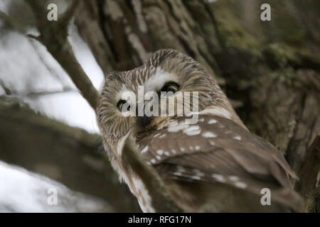 Sah Wet Owls in Tree Amehrst Island Stockfoto