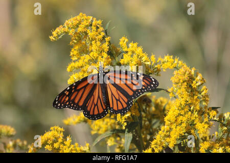 Monarch Schmetterlinge auf goldrute Stockfoto