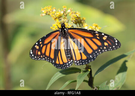 Monarch Schmetterlinge auf goldrute Stockfoto
