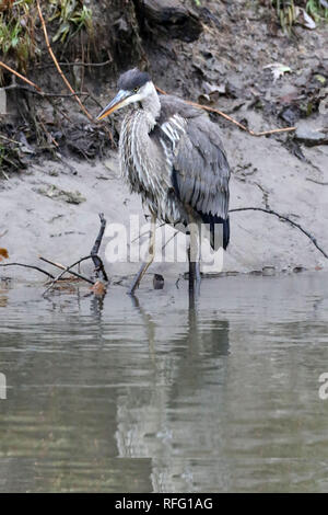 Juvenile Great Blue Heron in Fluss Stockfoto