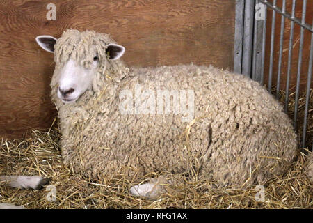 Schaf auf der Royal Winter Fair Stockfoto