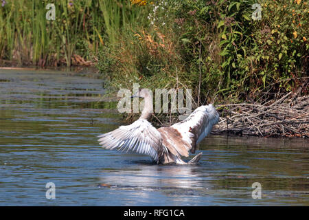 Jugendliche Mute-Swan-Übung Fliegen Stockfoto