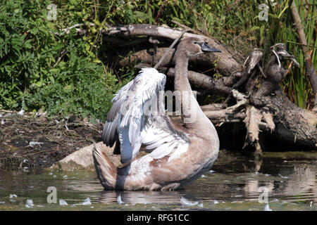 Jugendliche Mute-Swan-Übung Fliegen Stockfoto