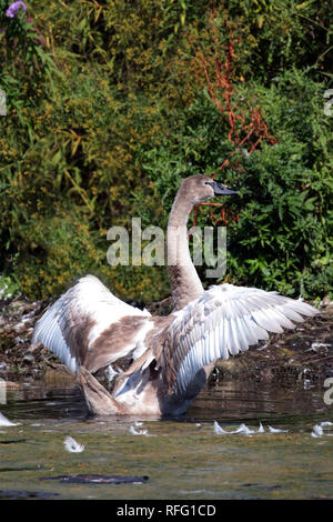 Jugendliche Mute-Swan-Übung Fliegen Stockfoto