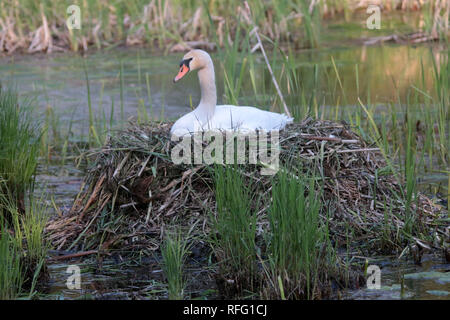 Weibliche Höckerschwan auf dem nest Stockfoto