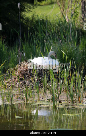 Weibliche Höckerschwan auf dem nest Stockfoto