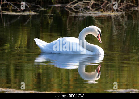 Schwanenschwimmen in dramatischem Licht Stockfoto