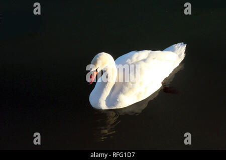 Schwanenschwimmen in dramatischem Licht Stockfoto