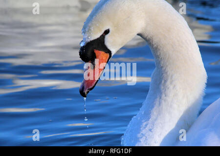 Mute swan in der Nähe von Lake Ontario Kanada Stockfoto