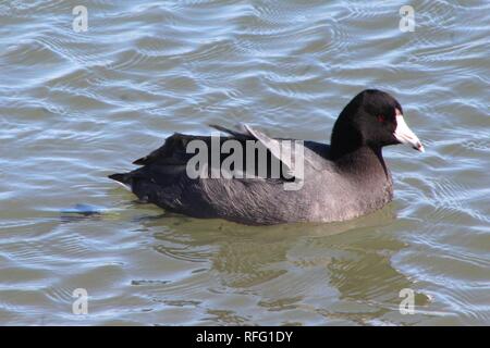 Amerikanische Blässhuhn am Lake Ontario Stockfoto