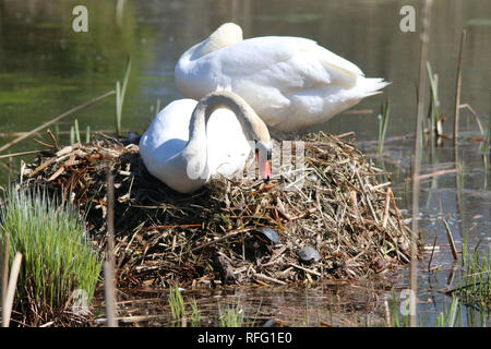 Mute Swan, der bemalte Schildkröten aus ihrem Nest auswirft Stockfoto