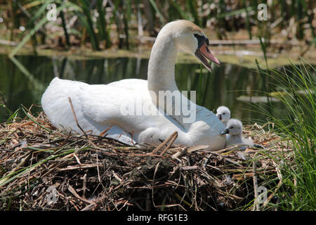 Höckerschwan auf dem nest Stockfoto