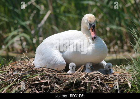 Höckerschwan auf dem nest Stockfoto