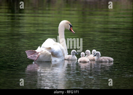 Stummschalten Sie Swan Eltern und Zygnets Stockfoto