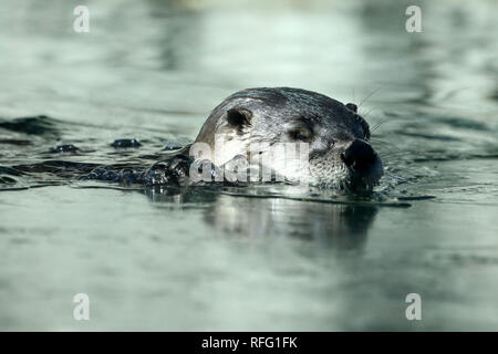 Fischotter Stockfoto