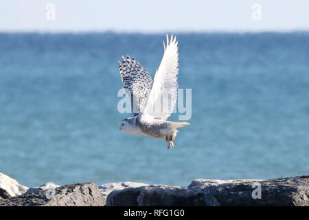 Snowy Owl vom felsigen pier Lake Ontario Stockfoto