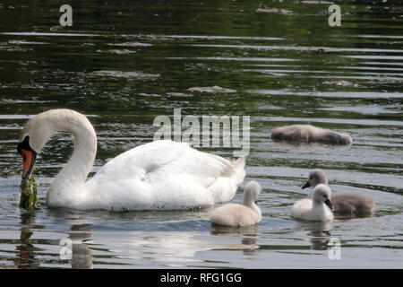 Mute swan in der Nähe von Lake Ontario Kanada Stockfoto