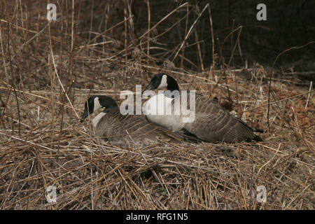 Kanada-Gans Verschachtelung Stockfoto