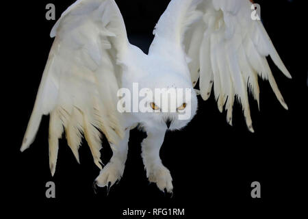 Snowy Owl Mann in Raptor in Wye Marsh Ontario Stockfoto