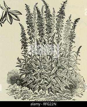 . Katalog der Bäume, Sträucher, Immergrüne und krautigen Pflanzen. Baumschulen (Gartenbau) Massachusetts Boston Kataloge, Leuchtmittel (Pflanzen) Kataloge Kataloge; Bäume; Sträucher Sämlinge Kataloge; Obstbäume Sämlinge Kataloge; Obst Kataloge. SHADY HILL BAUMSCHULE CO., Boston. 137 LILIUM - die Lilie. Keine Klasse von Pflanzen in der Lage, Türen angebaut wird besitzt so viele Reize; sie stehen an prominenter Stelle unter allen anderen winterharte Pflanzen, und keine staudenbeet, jedoch ohne ein paar seiner besten sortiert werden. Mit einem gut ausgewählten Sammlung, Lilien in voller Blüte von Juni bis Oktober hatte sein können. Die Stockfoto