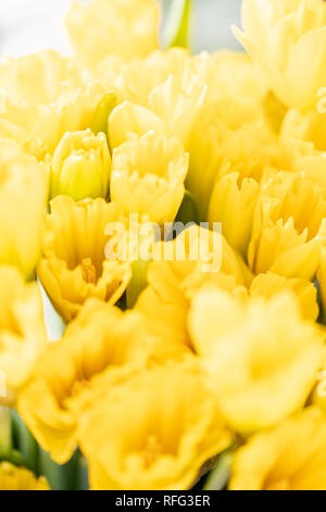 Blumensträuße der gelben Narzissen. Frühling Blumen aus dem niederländischen Gärtner. Konzept der Floristen in einem Blumenladen. Tapete. Stockfoto