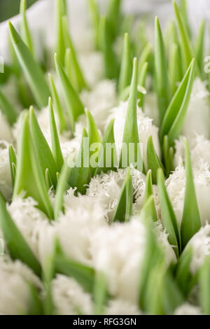 Blumensträuße von weißen Tulpen. Frühling Blumen aus dem niederländischen Gärtner. Konzept der Floristen in einem Blumenladen. Tapete. Stockfoto