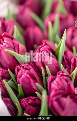 Blumensträuße von Violett Tulpen. Frühling Blumen aus dem niederländischen Gärtner. Konzept der Floristen in einem Blumenladen. Tapete. Stockfoto