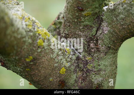 Nahaufnahme eines Cherry Tree Trunk bedeckt mit Flechten und der erste Schnee. Selektive Weichzeichner Stockfoto