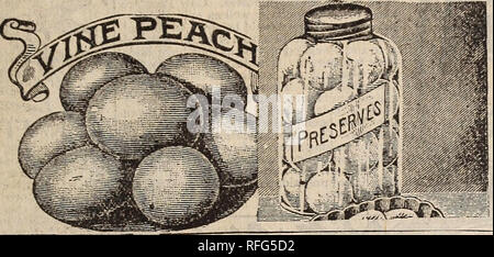 . Mills' samen Katalog: 1900. Baumschulen (Gartenbau) New York (State) Kataloge; Gemüse Samen Kataloge; Pflanzen, Zierpflanzen, Blumen Kataloge Kataloge. . Bitte beachten Sie, dass diese Bilder sind von der gescannten Seite Bilder, die digital für die Lesbarkeit verbessert haben mögen - Färbung und Aussehen dieser Abbildungen können nicht perfekt dem Original ähneln. extrahiert. F.B. Mühlen (Hart); Mühlen, F. B; Henry G. Gilbert Baumschule und Saatgut Handel Katalog Kollektion. Rose Hill, N.Y.: F.B. Mühlen Stockfoto