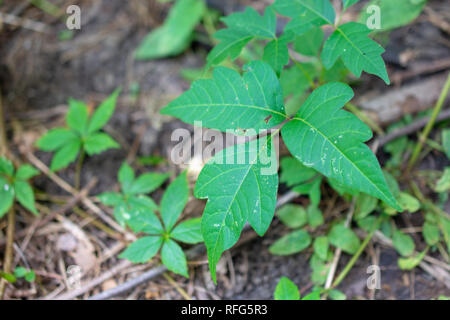 Eine gesunde Poison Ivy Anlage im Wald unter anderen Pflanzen. Stockfoto