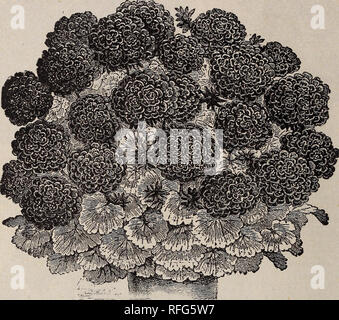 . Die Geo. H. in Mellen Co.: 1900. Baumschulen Ohio Springfield Kataloge; Glühlampen (Pflanzen) Kataloge; Blumen Samen Kataloge; Pflanzen, Zierpflanzen, Obst Kataloge Kataloge. Die Geo. H. in Mellen Co., Floristen und Seedsmen, Allgemeine Sammlung von Doppel Geranien fortgesetzt - Preis, JO CENT. Auswahl VON ZEHN für 80 Cent.. S. A. NUTT. jiiiiiiiiiiiiiiiiiiriiiiiiiiiiiiiiiiiiiiiiiiiiiiii iiiiiiiiiiiiiiiiiiiiiiiiiiiiiiiii;. Bitte beachten Sie, dass diese Bilder aus gescannten Seite Bilder, die digital für die Lesbarkeit verbessert haben mögen - Färbung und Aussehen dieser Abbildungen extrahiert werden kann Stockfoto