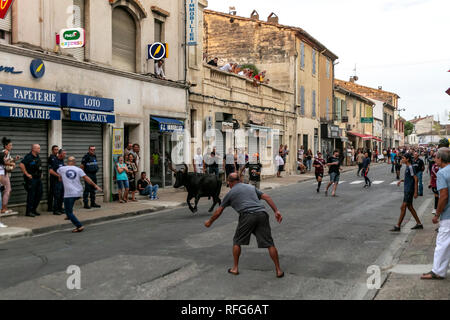 Camargue Stier entlang der Straße, die in die jährlichen Stier, Fete, Saint Gilles, Gard, Frankreich Stockfoto