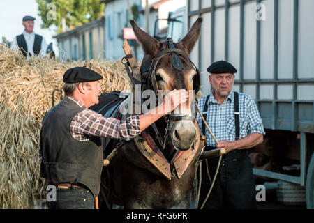 Heu Warenkorb mein Maultier ausgearbeitet wird, Alte Schule Parade der traditionellen Handwerke am jährlichen Fete, Saint Gilles, Gard, Frankreich Stockfoto