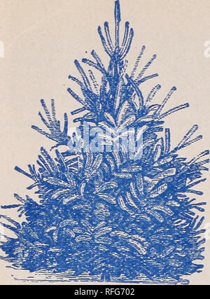 . Michael's Kinderzimmer Katalog: Obstbäume, kleine Obst, Zierpflanzen, Evergreens, sämling Bäume, schattenspendende Bäume, Sträucher, Rosen, Kletterpflanzen, Glühbirnen, Haus, Pflanzen, etc.. Baumschulen Iowa Sioux City Kataloge; Obstbäume Sämlinge Kataloge Kataloge; Obst; Bäume; Sträucher Sämlinge Kataloge Kataloge; Blumen Samen Kataloge; Gartengeräte und Zubehör Kataloge. EVERGREENS Auf die Bäume von einem Kindergarten, die Kartons oder Pakete sollten sofort ausgepackt werden und die Wurzeln tauchte in einer Pfütze aus reichen, weicher Boden, über die Stärke der Farbe einsatzbereit, und achten Sie darauf, nicht, um das RO zu lassen Stockfoto