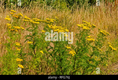 WILD RAINFARN Tanacetum vulgare Pflanzen und gelbe Taste BLUMEN IM SOMMER Stockfoto