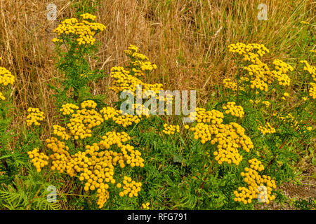 WILD RAINFARN Tanacetum vulgare Pflanzen mit gelber Taste BLUMEN IM SOMMER Stockfoto
