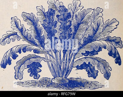 . Seltene Florida Blüten und Früchte. Baumschulen (Gartenbau) Florida Kataloge Kataloge; Blumen; Pflanzen, Zierpflanzen, Stauden Kataloge Kataloge. Rüben in der Vielfalt. Sieben - TOP TUItNIP. White-Fleshed Mischung - bestehend aus solchen Sorten als besonders frühen weißen Mailand (Abb. I) und Extra früh Purple-Top Mailand (Abb. 5), die die früheste aller Rüben und Red-Top weiße Kugel (Abb. 2), groß und ziemlich spät und weiße Kugel Strap-Leaved (Abb. 3), groß, "Pure White; alle feinen Tabelle Sorten. Große pkt. 10 c; 3 für 25c. Ruta Baga Mischung - bestehend aus den Breadstonc Burpee austauschen (FigU), feinen Tabelle Qualität Stockfoto