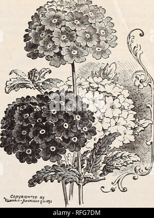 . Michell's Großhandel Preis Liste der Samen, Zwiebeln, Pflanzen, Geräte, Düngemittel, &Amp; c. &Amp; c. Baumschulen Pennsylvania Philadelphia Kataloge; Pflanzen, Zierpflanzen Kataloge; Blumen Samen Samen Kataloge Kataloge; Gemüse; Glühlampen (Pflanzen) Kataloge; Gartengeräte und Zubehör Kataloge. Zuckererbsen. Eckford des nammoth. Oz. K Lb. Lb. "Blanche Burpee Folgendes, sehr große weiße $ 0,10 $ 0,20 $ 0,60 Blanche Fähre, extra früh, neuen .05 .15 .50" "Hell rosa, mit weißen oberen Blütenblätter 05 .15 .40 Kardinal, brillante Scarlet... .05 .15 .40 Gräfin von Radnor, reich Lavendel .05 .15 .50 Schale Stockfoto