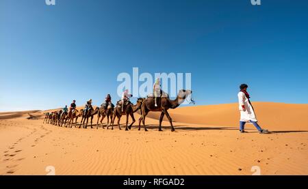 Wohnwagen mit dromedare (Camelus dromedarius), Sanddünen in der Wüste Erg Chebbi, Merzouga, Sahara, Marokko Stockfoto